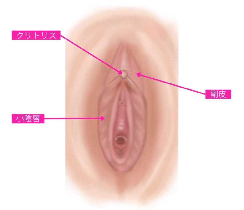 クリトリス デリケートゾーン 構造 副皮 小陰唇